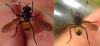 Hemyda obscuripennis